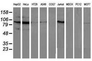 Image no. 2 for anti-Mitogen-Activated Protein Kinase 12 (MAPK12) antibody (ABIN1499301) (MAPK12 antibody)