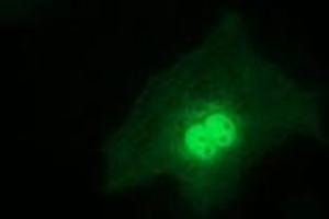 Immunofluorescence (IF) image for anti-Regulatory Factor X-Associated Ankyrin Containing Protein (RFXANK) antibody (ABIN1500683)