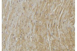 ABIN6272862 at 1/100 staining Mouse muscle tissue by IHC-P.