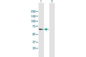 Western Blot analysis of TESK2 expression in transfected 293T cell line by TESK2 MaxPab polyclonal antibody. (TESK2 antibody  (AA 1-542))