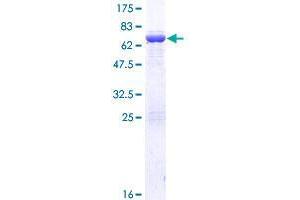 C20orf4 Protein (AA 1-384) (GST tag)