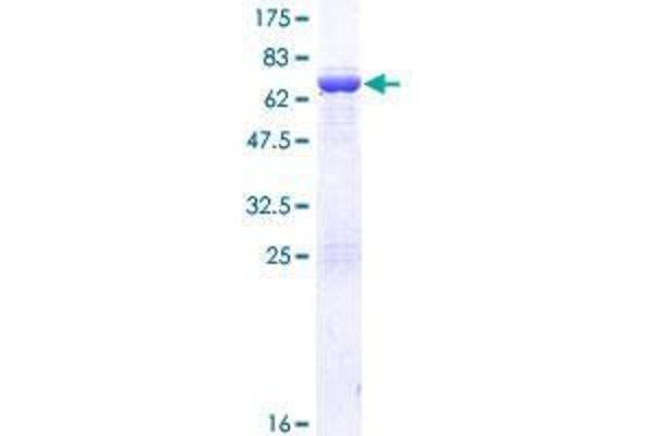 C20orf4 Protein (AA 1-384) (GST tag)