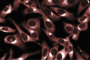 Immunofluorescent staining of HeLa cells. (PRKACA antibody  (AA 18-347))