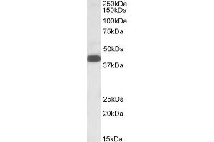 ABIN571077 (1µg/ml) staining of K562 lysate (35µg protein in RIPA buffer). (A4GNT antibody  (C-Term))