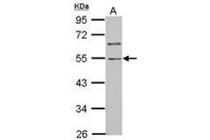 Image no. 2 for anti-BTB (POZ) Domain Containing 10 (BTBD10) (AA 188-436) antibody (ABIN1501880) (BTBD10 antibody  (AA 188-436))