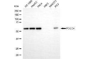Western blotting analysis using PDCD4 antibody (ABIN7799907).