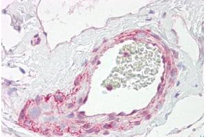 Anti-PGLS / 6PGL antibody IHC staining of human vessel. (PGLS antibody  (AA 191-240))