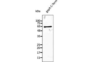 Western Blotting (WB) image for anti-GapA antibody (ABIN7273030) (GapA antibody)