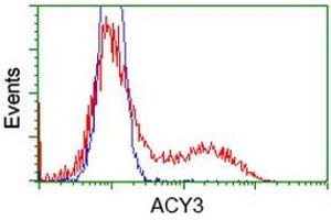 Image no. 1 for anti-Aminoacylase 3 (ACY3) antibody (ABIN1496461) (Aminoacylase 3 antibody)
