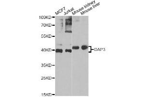 Western blot analysis of extracts of various cell lines, using DAP3 Antibody (ABIN5975461) at 1/1000 dilution. (DAP3 antibody)