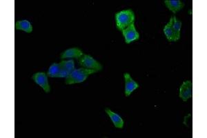 Immunofluorescence staining of HepG2 cells with ABIN7168916 at 1:166, counter-stained with DAPI. (HTRA1 antibody  (AA 23-248))