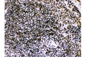 IHC testing of FFPE mouse spleen with BIK antibody. (BIK antibody  (AA 1-123))