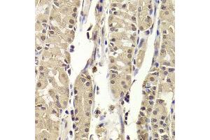 Immunohistochemistry of paraffin-embedded human stomach using BLZF1 antibody. (BLZF1 antibody  (AA 1-400))