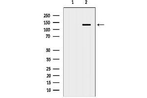 Western blot analysis of lysates from Hela, using AP3 Antibody.