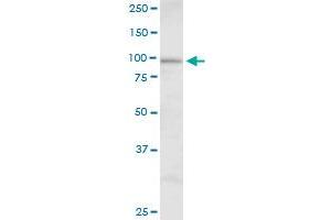 DHTKD1 antibody  (AA 1-919)