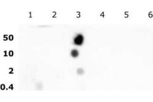 Histone H2B acetyl Lys16 pAb tested by dot blot analysis. (Histone H2B antibody  (acLys16))