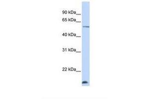 Image no. 1 for anti-DDB1 and CUL4 Associated Factor 12 (DCAF12) (N-Term) antibody (ABIN6739331) (DCAF12 antibody  (N-Term))