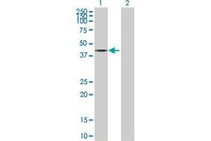 Western Blot analysis of PPP2R4 expression in transfected 293T cell line by PPP2R4 MaxPab polyclonal antibody. (PPP2R4 antibody  (AA 1-323))