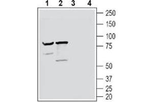 Western blot analysis of mouse brain lysate (lanes 1 and 3) and rat brain lysate (lanes 2 and 4):1-2. (Neuronal Pentraxin Receptor (NPTXR) Peptide)