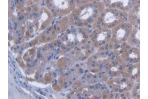IHC-P analysis of Mouse Stomach Tissue, with DAB staining. (SCEL antibody  (AA 410-652))