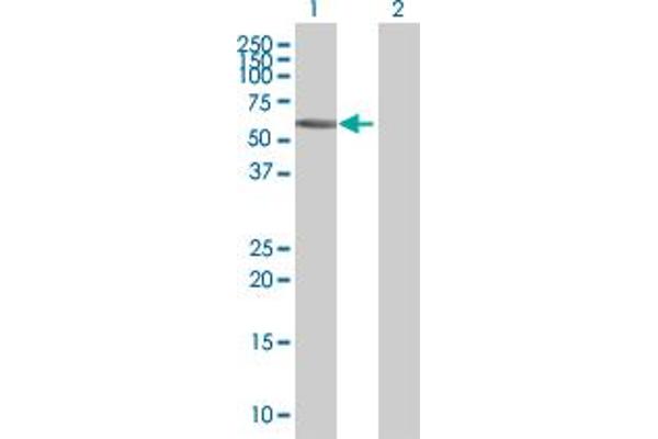 ZNF502 anticorps  (AA 1-544)