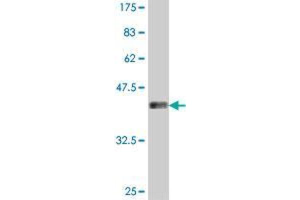 FBXO46 antibody  (AA 176-275)