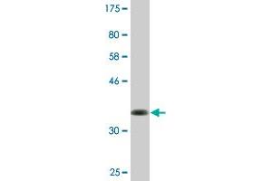Western Blot detection against Immunogen (36. (ABI3BP antibody  (AA 511-609))