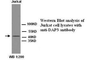 Image no. 1 for anti-Death-Associated Protein 3 (DAP3) antibody (ABIN1576014)