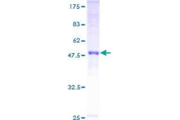 GJB5 Protein (AA 1-273) (GST tag)