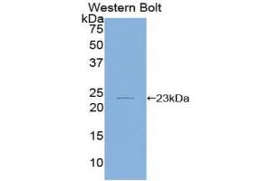 Western Blotting (WB) image for anti-Interleukin 1, beta (IL1B) (AA 63-247) antibody (ABIN3208372) (IL-1 beta antibody  (AA 63-247))