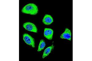 Confocal immunofluorescent analysis of PCDHGA8 Antibody (C-term) (ABIN655955 and ABIN2845341) with U-251MG cell followed by Alexa Fluor 488-conjugated goat anti-rabbit lgG (green). (PCDHGA8 antibody  (C-Term))