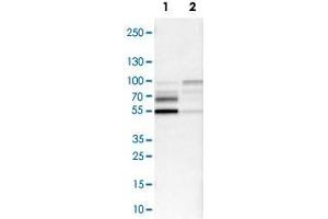 Western Blot analysis of Lane 1: NIH-3T3 cell lysate (mouse embryonic fibroblast cells) and Lane 2: NBT-II cell lysate (Wistar rat bladder tumor cells) with NFIB polyclonal antibody .