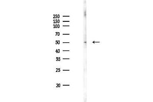 anti-TAF7-Like RNA Polymerase II, TATA Box Binding Protein (TBP)-Associated Factor, 50kDa (TAF7L) (C-Term) antibody
