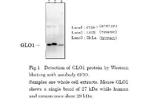 Western Blotting (WB) image for anti-Glyoxalase I (GLO1) (full length) antibody (ABIN2451990) (GLO1 antibody  (full length))
