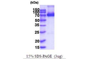 SDS-PAGE (SDS) image for X-Prolyl Aminopeptidase (Aminopeptidase P) 1, Soluble (XPNPEP1) (AA 1-623) protein (His tag) (ABIN5778831)