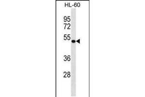 Western blot analysis in HL-60 cell line lysates (35ug/lane). (DBNL antibody  (C-Term))
