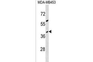 OR10G8 Antibody (C-term) (ABIN1537036 and ABIN2850246) western blot analysis in MDA-M cell line lysates (35 μg/lane).