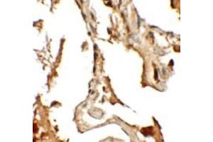 Immunohistochemistry (IHC) image for anti-Rab Interacting Lysosomal Protein-Like 2 (RILPL2) (Middle Region) antibody (ABIN1031070) (RILPL2 antibody  (Middle Region))