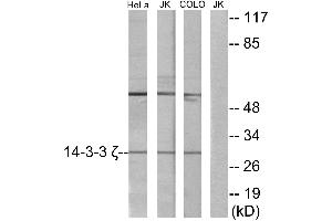 Western blot analysis of extracts from HeLa cells, Jurkat cells and COLO cells, using 14-3-3 ζ antibody. (14-3-3 zeta antibody)