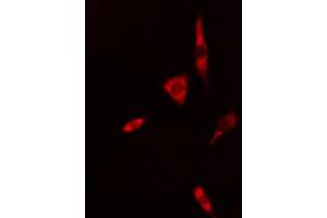 ABIN6268964 staining 293 cells by IF/ICC. (Caspase 1 antibody  (C-Term))