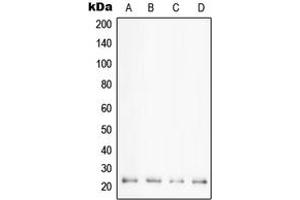 Western blot analysis of Cyclophilin F expression in HeLa (A), K562 (B), HL60 (C), Jurkat (D) whole cell lysates. (PPIF antibody  (Center))
