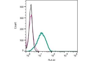 Cell surface detection of C3aR1 by indirect flow cytometry in live intact mouse  microglia cell line: + goat-anti-rabbit-FITC. (C3AR1 antibody  (Extracellular))