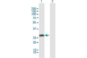 Western Blot analysis of TRIM72 expression in transfected 293T cell line by TRIM72 MaxPab polyclonal antibody.