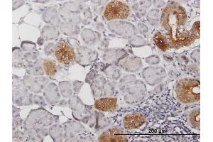 Immunoperoxidase of purified MaxPab antibody to KLK1 on formalin-fixed paraffin-embedded human salivary gland. (Kallikrein 1 antibody  (AA 1-262))