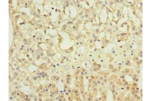 Immunohistochemistry of paraffin-embedded human adrenal gland tissue using ABIN7162044 at dilution of 1:100 (NME7 antibody  (AA 1-150))