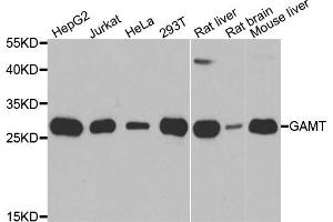 Western blot analysis of extracts of various cell lines, using GAMT antibody. (GAMT antibody)