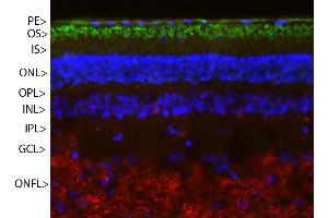 Pig retinal section stained with ABIN1842255 (green) and counterstained with ’s rabbit polyclonal antibody to neurofilament RPCA-NF-M (red) and DNA (blue).
