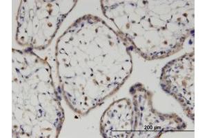 Image no. 3 for anti-Frizzled Family Receptor 7 (FZD7) (AA 155-254) antibody (ABIN6745994) (FZD7 antibody  (AA 155-254))