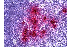 Anti-DEFA1 / NP-1 antibody IHC of human thymus, myeloid cells. (alpha Defensin 1 antibody  (AA 50-63))