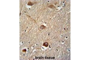 CLU antibody (N-term) immunohistochemistry analysis in formalin fixed and paraffin embedded human brain tissue followed by peroxidase conjugation of the secondary antibody and DAB staining. (Clusterin antibody  (N-Term))